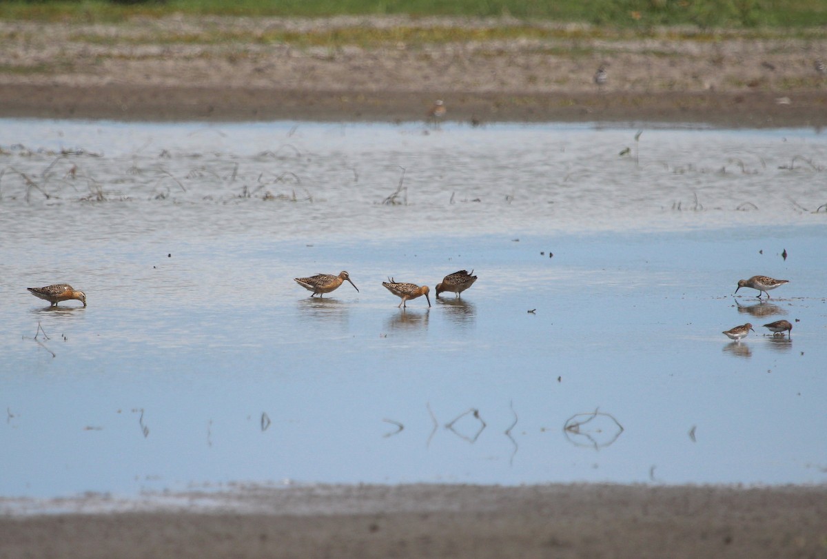 Pectoral Sandpiper - Scott Evans