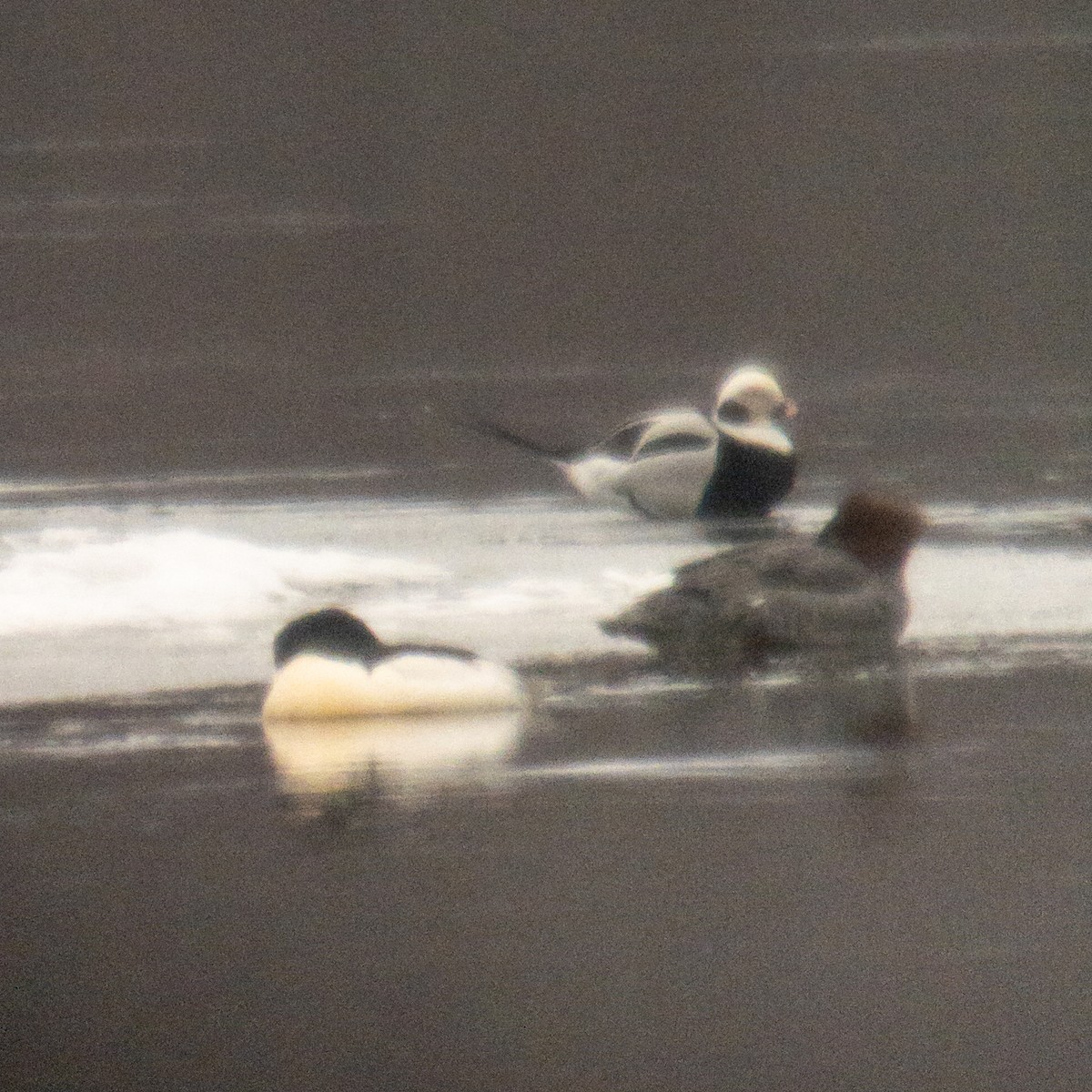 Long-tailed Duck - ML308157871