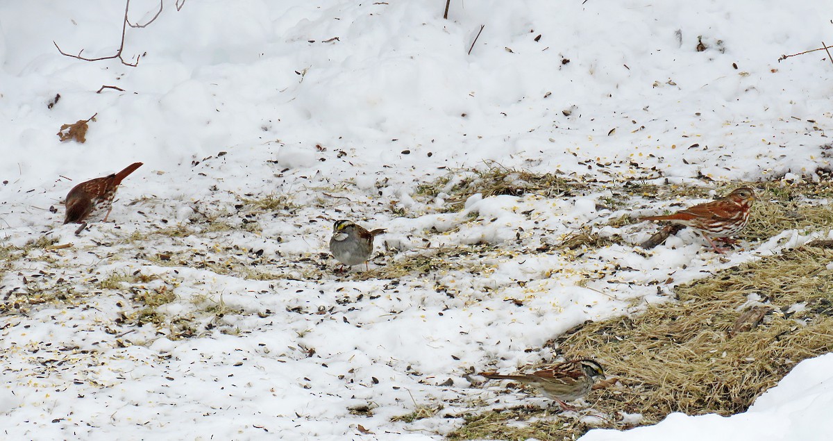 Fox Sparrow (Red) - Laurel Amirault