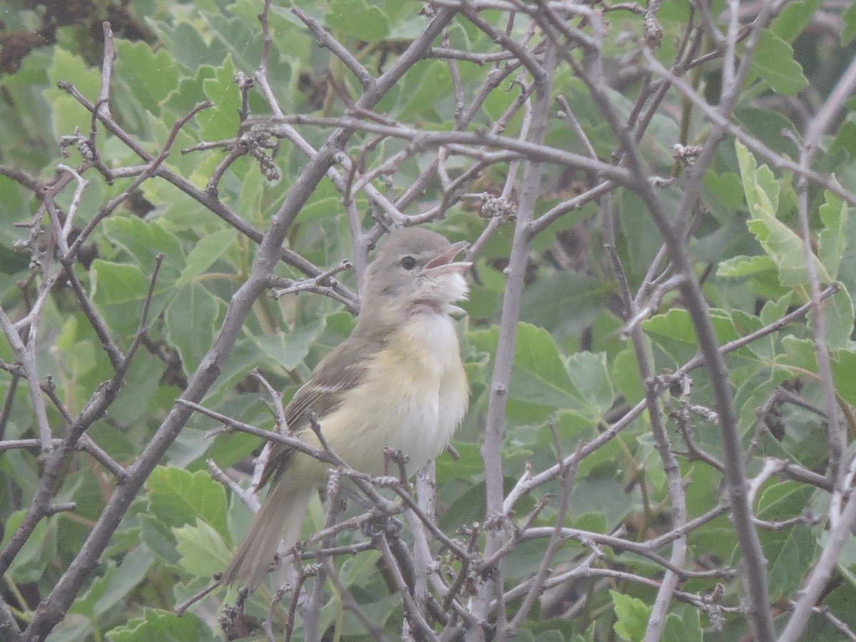 Bell's Vireo - Connor Langan