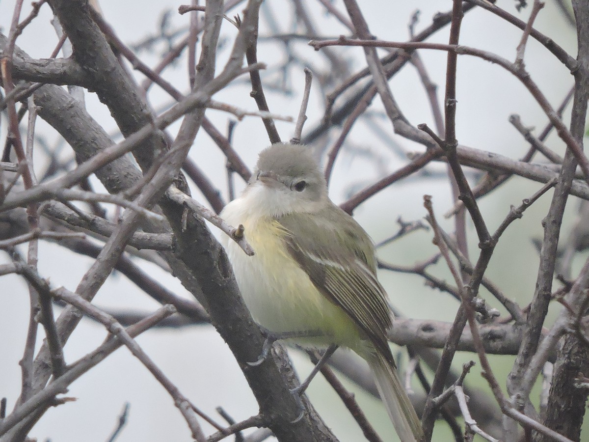 Bell's Vireo - ML30816141