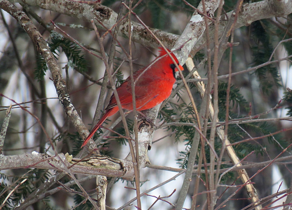 Northern Cardinal - Laurel Amirault