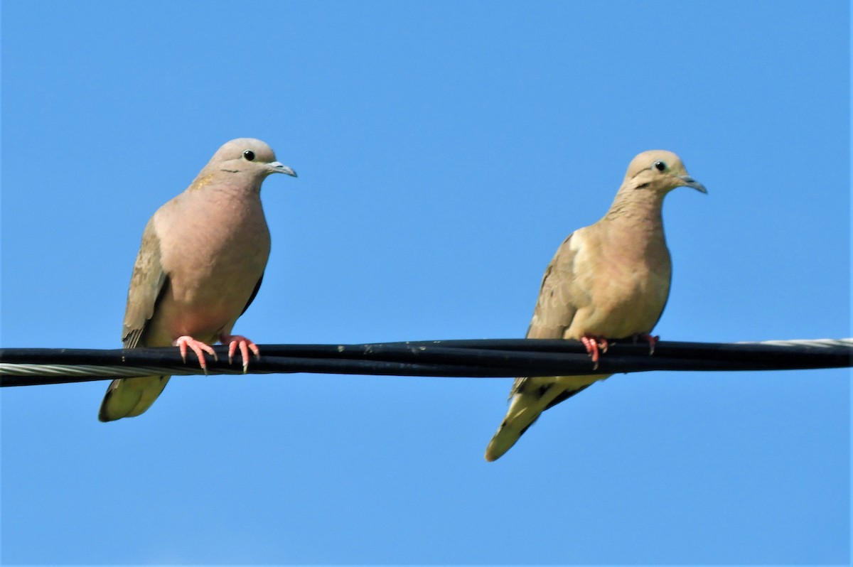 Eared Dove - Mark Yoder