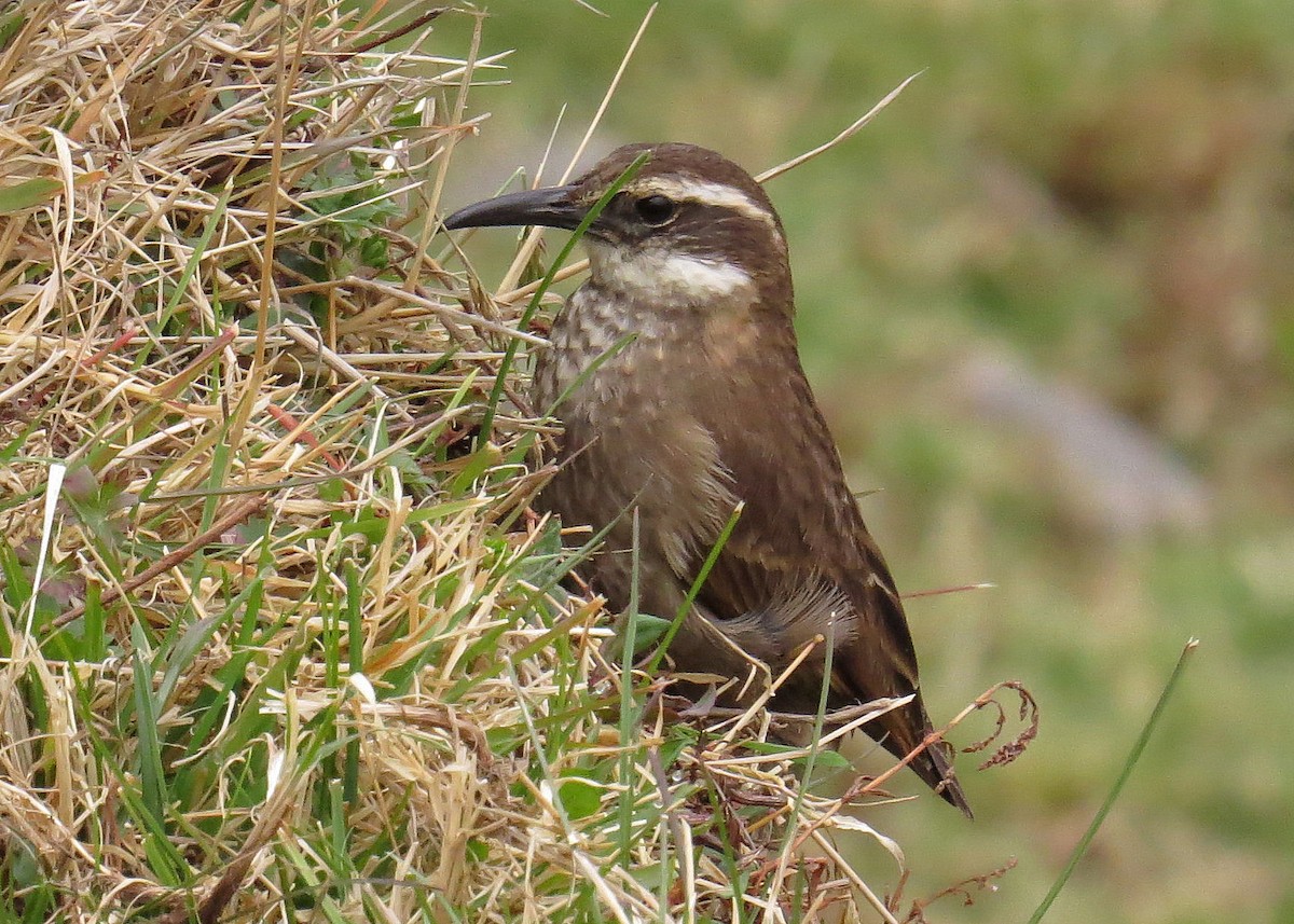 Stout-billed Cinclodes - ML308163571