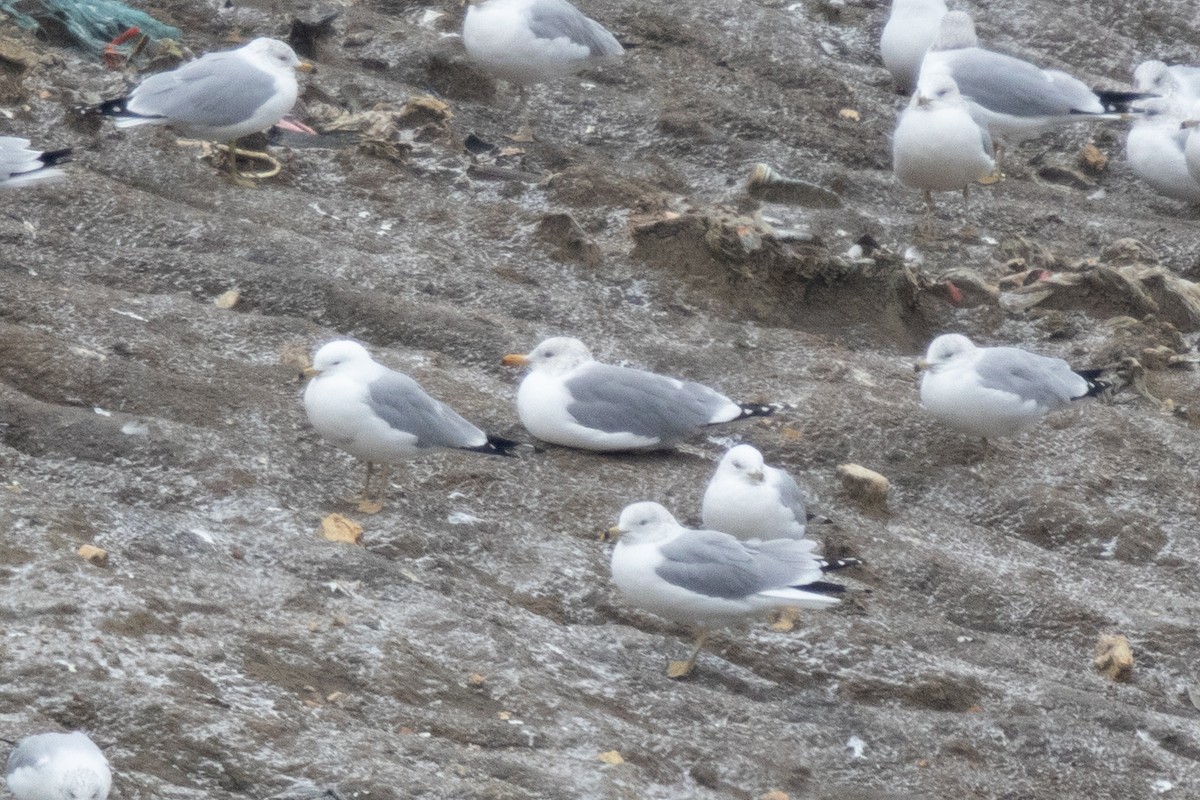 California Gull - ML308163701