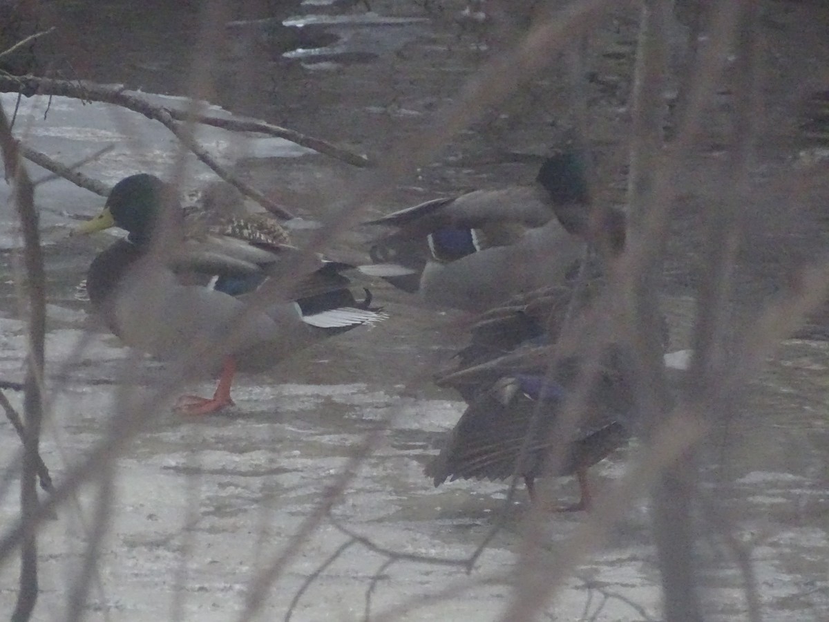 American Black Duck - ML308165421