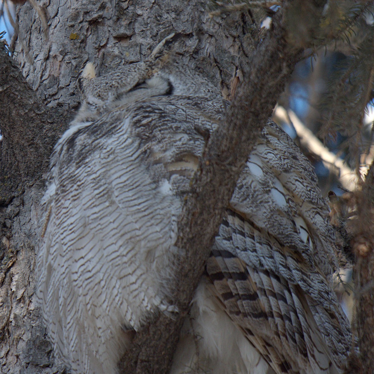 Great Horned Owl - Rob Worona