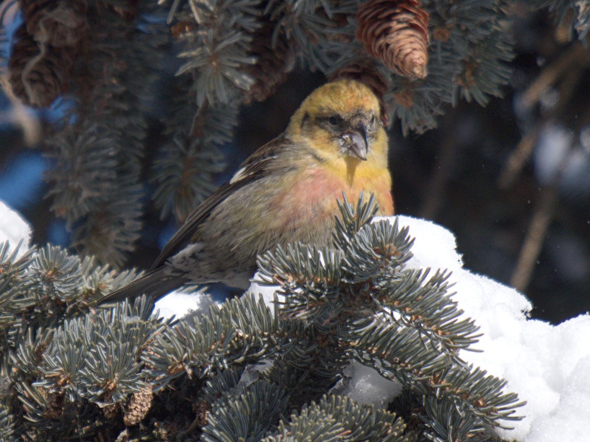 White-winged Crossbill - Rob Worona