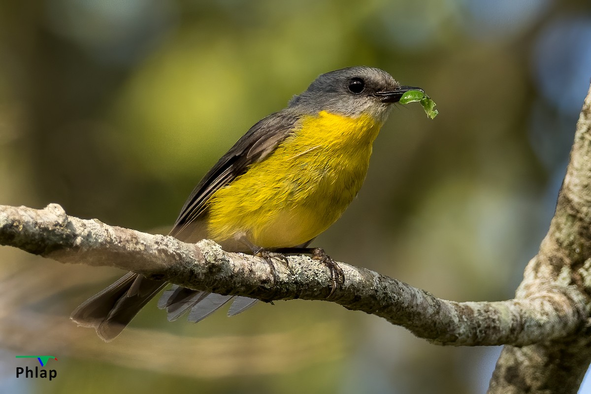 Eastern Yellow Robin - Rodney Appleby