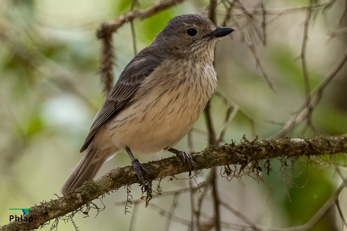 Rufous Whistler - ML308167581