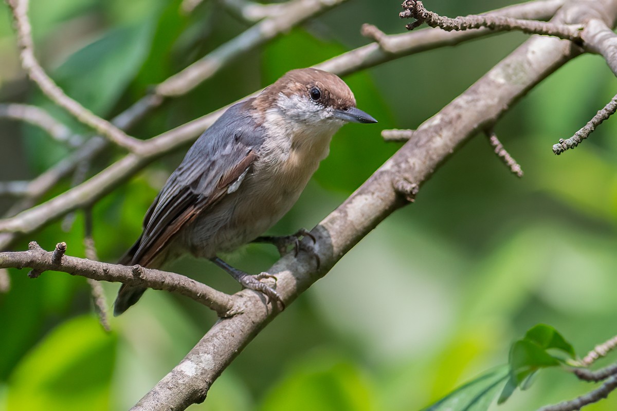 Brown-headed Nuthatch - ML308168461