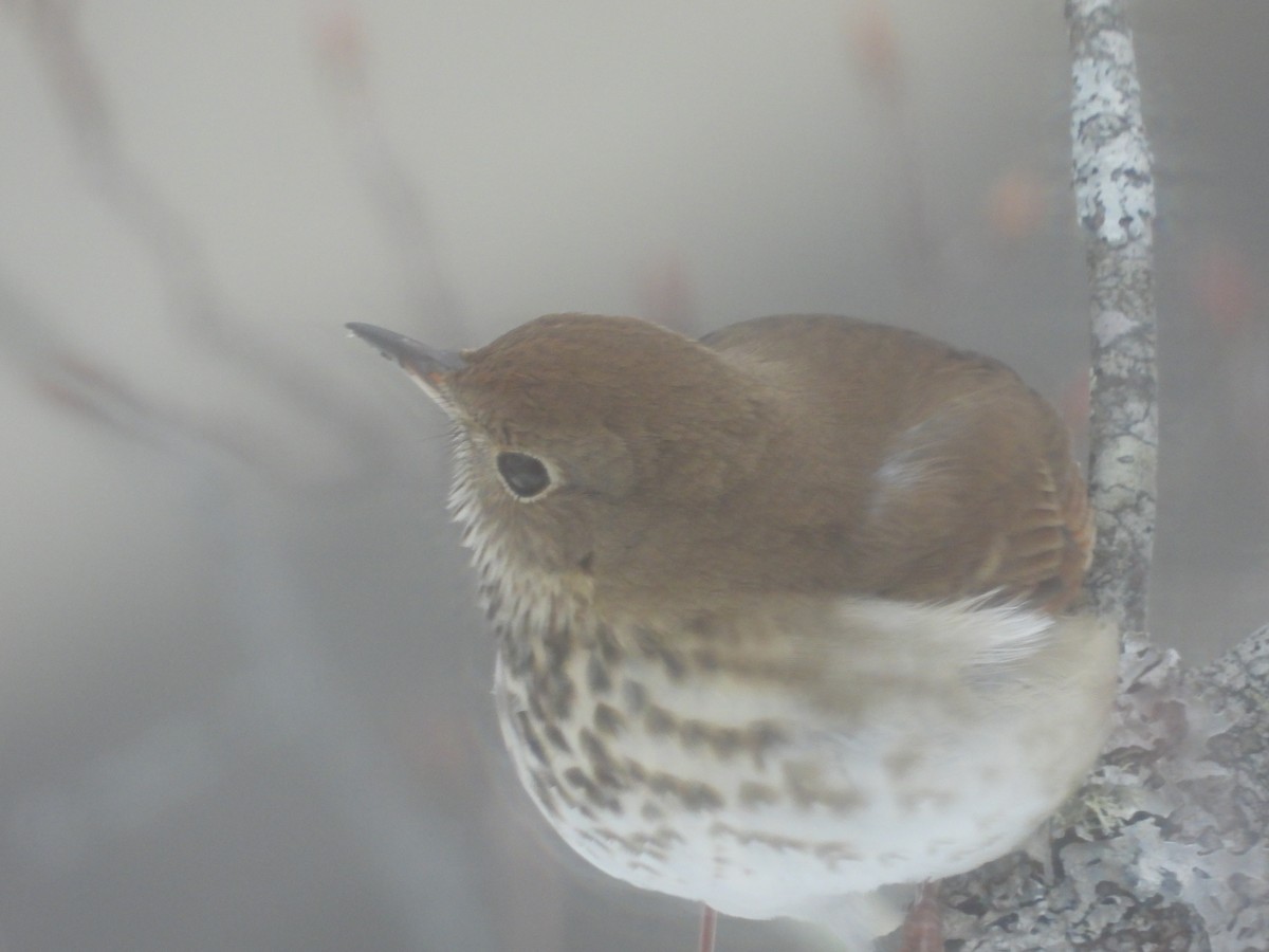 Hermit Thrush - ML308169111