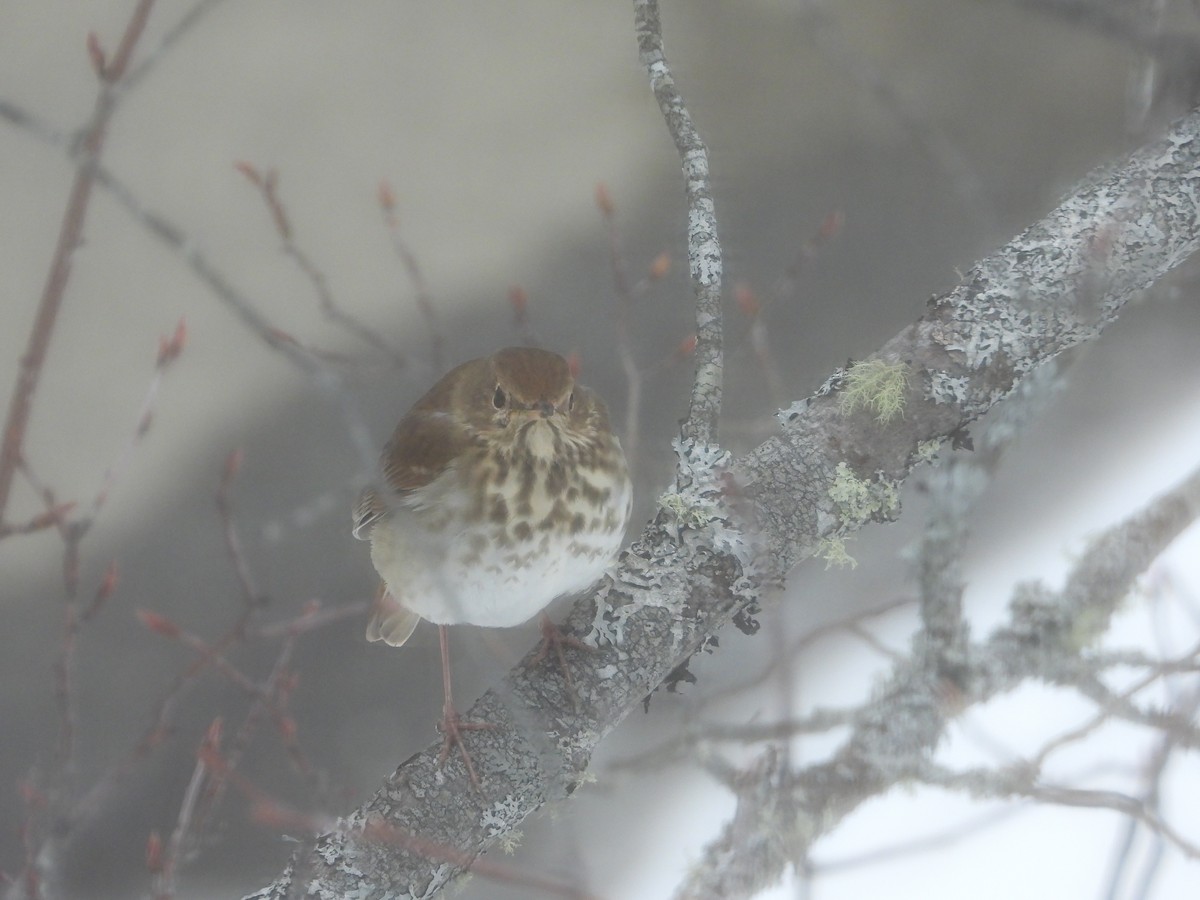 Hermit Thrush - ML308169161