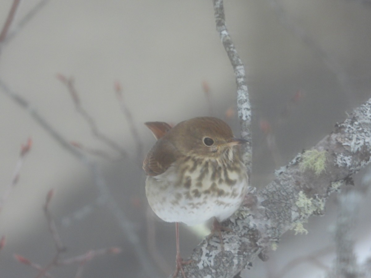 Hermit Thrush - ML308169191