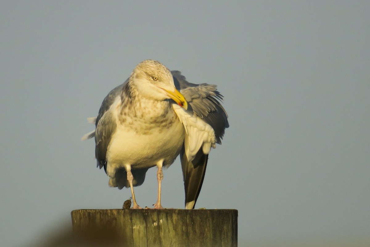 Herring Gull - ML308169631