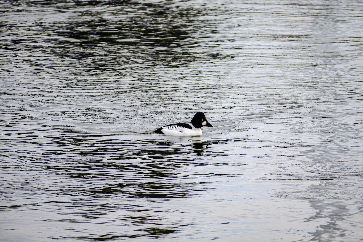 Common Goldeneye - ML308170051