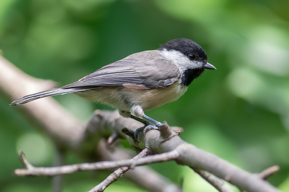 Carolina Chickadee - ML308170071