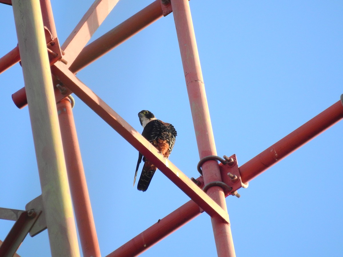 Orange-breasted Falcon - Andrea Aguilera