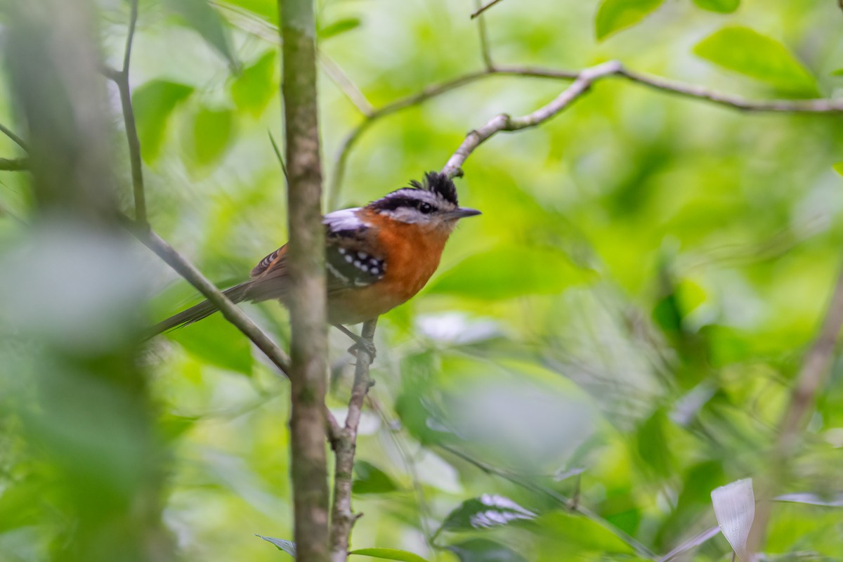 Bertoni's Antbird - ML308173621