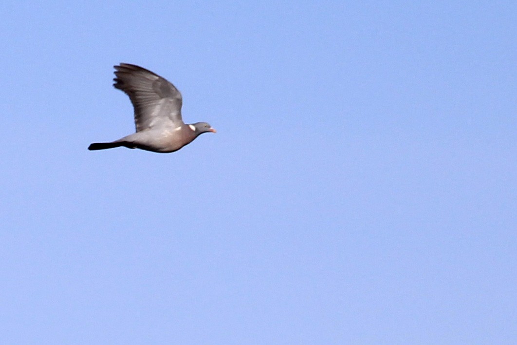 Common Wood-Pigeon - ML308175011