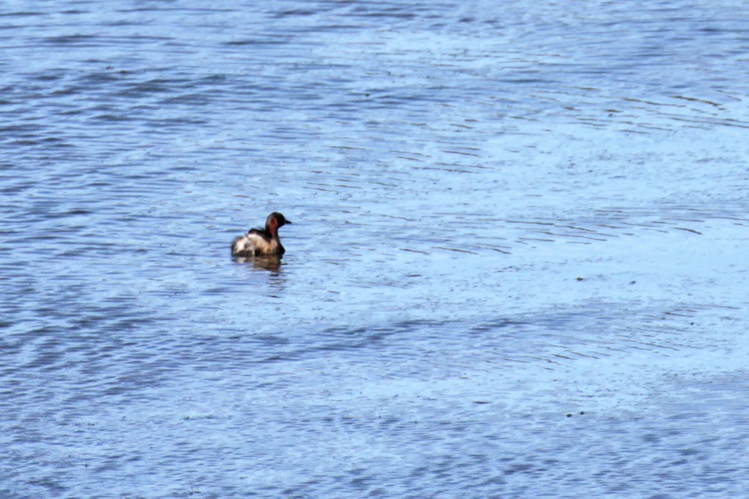 Little Grebe - Francisco Barroqueiro