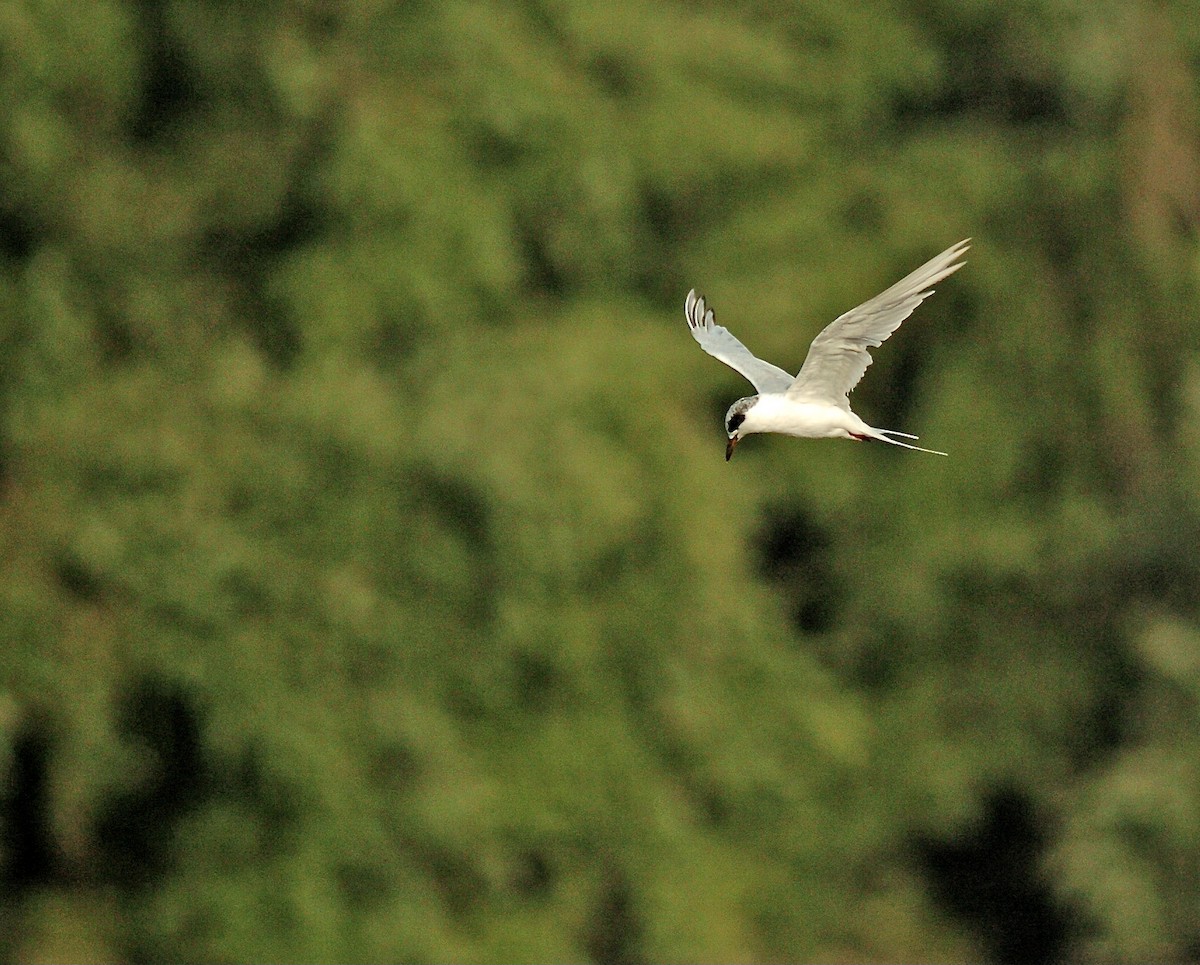 Forster's Tern - Tom Amico