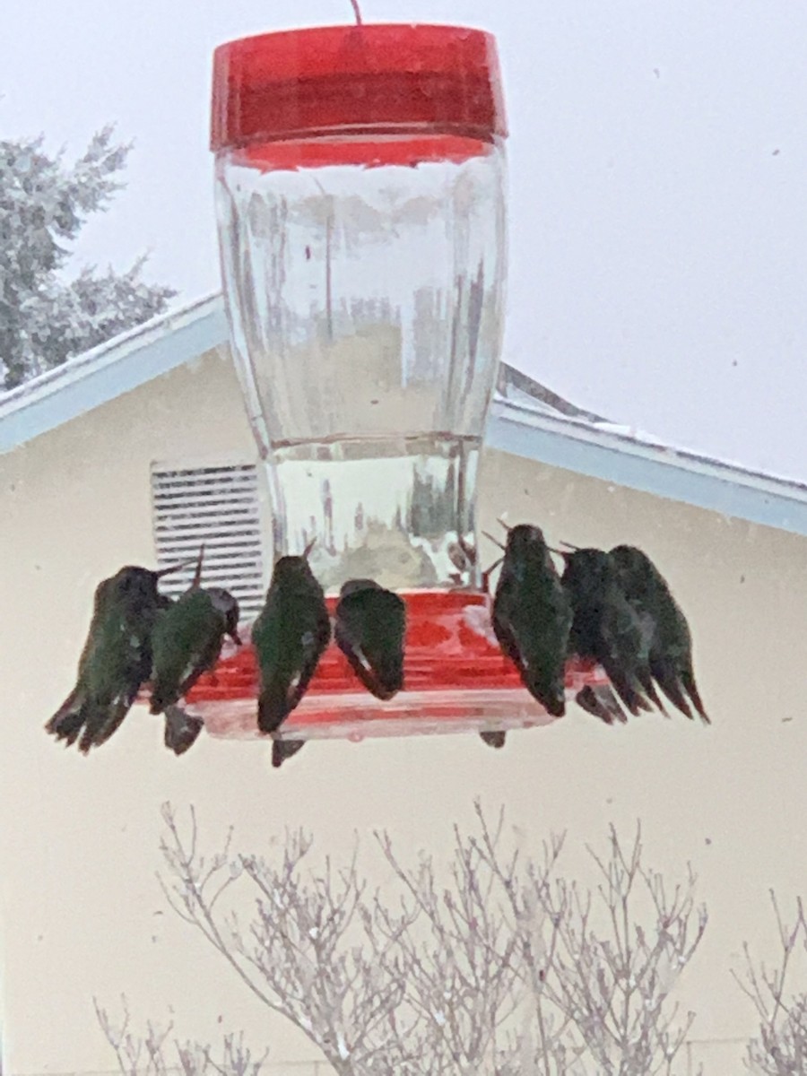 Anna's Hummingbird - ML308179731