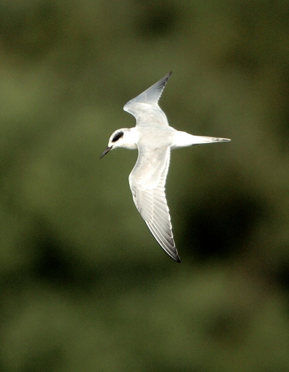 Forster's Tern - Tom Amico