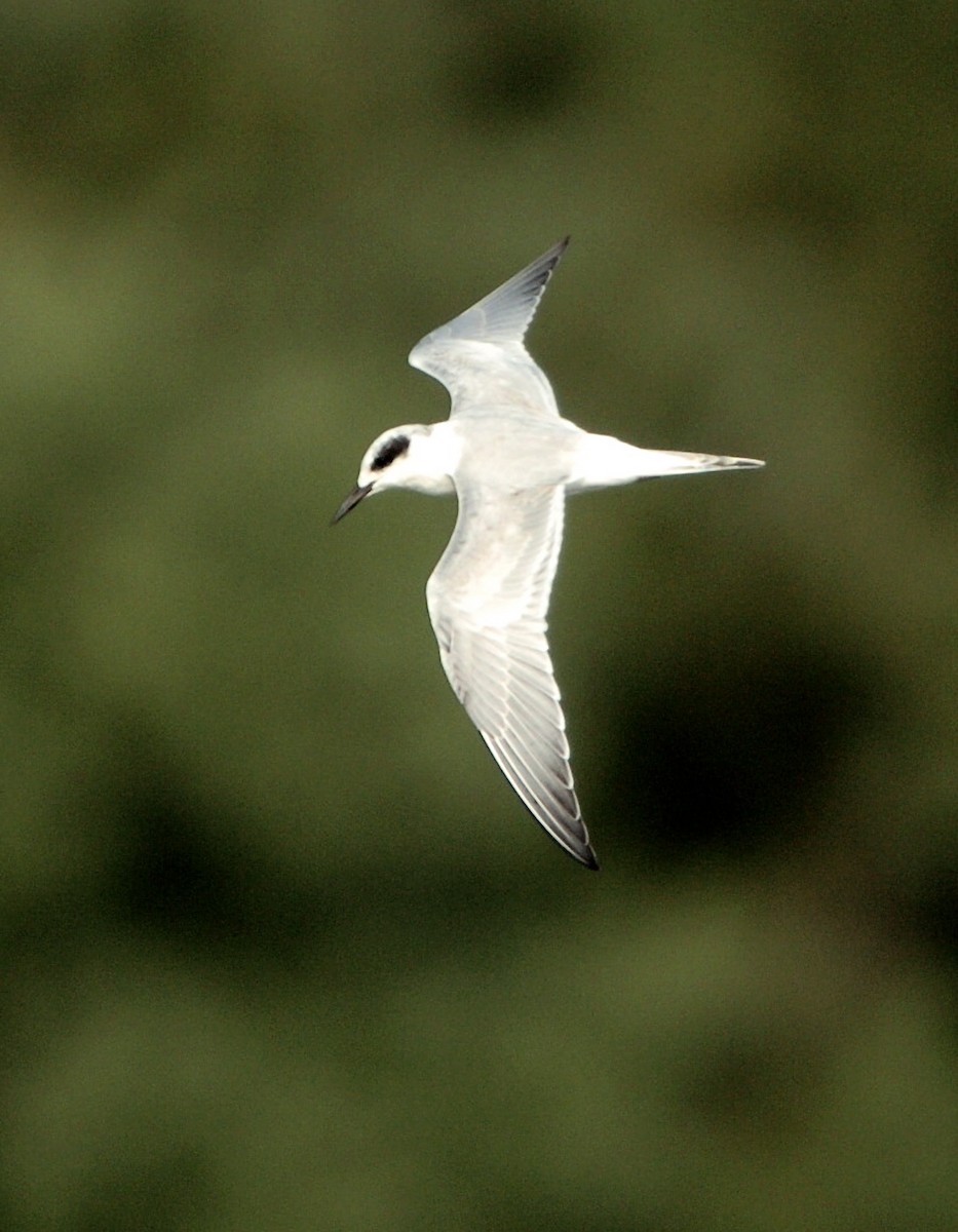 Forster's Tern - ML308180891