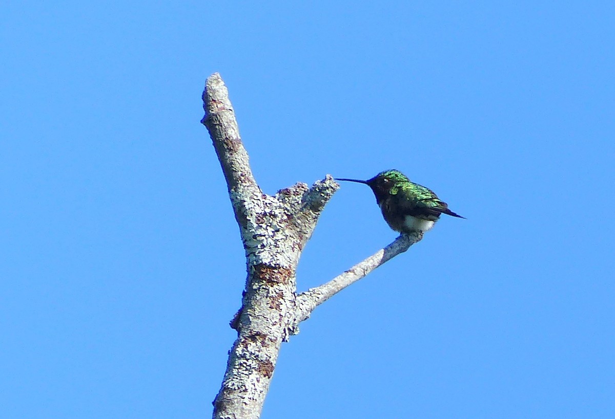 Ruby-throated Hummingbird - ML30818181