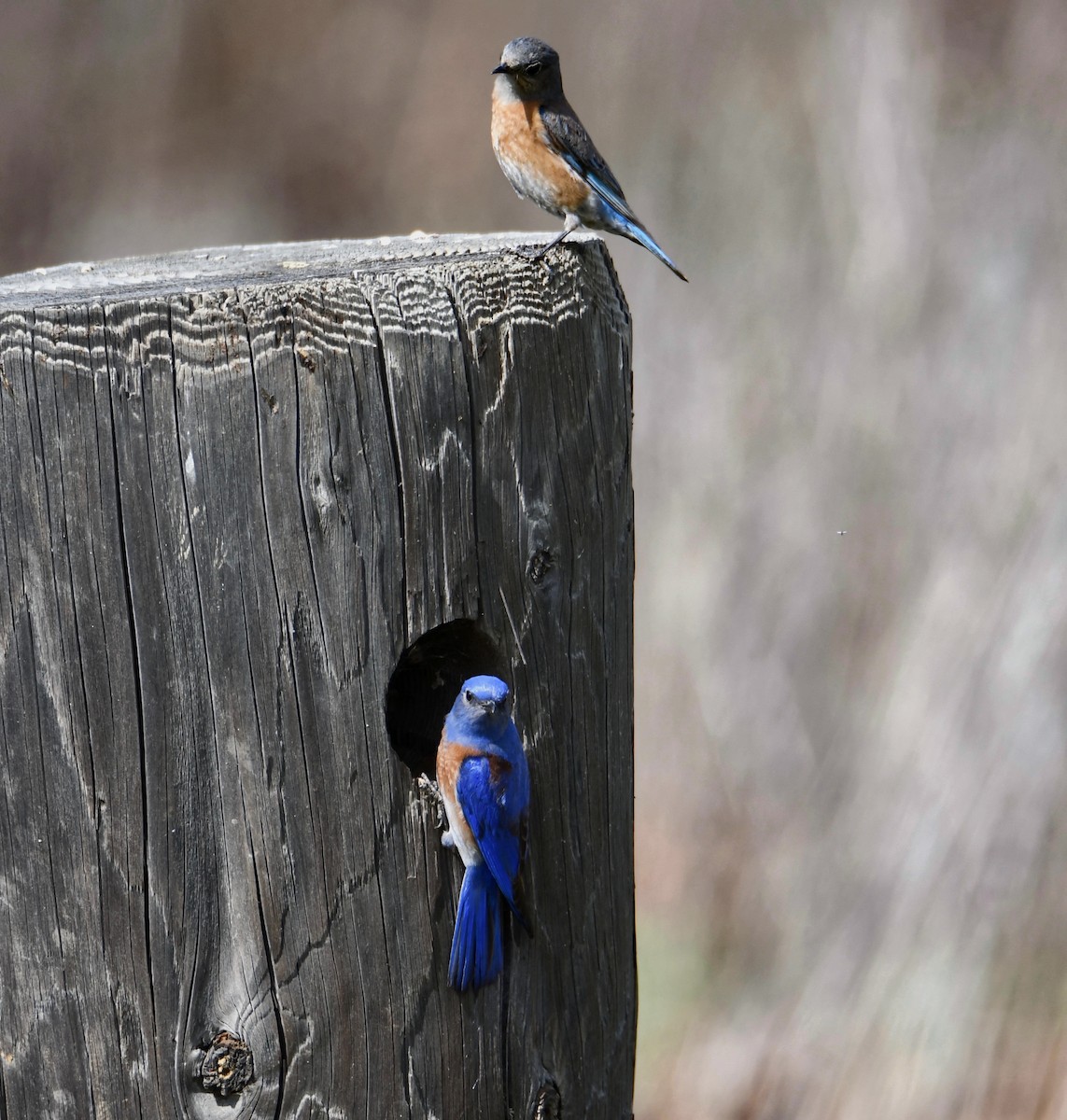 Western Bluebird - Barbara Wise