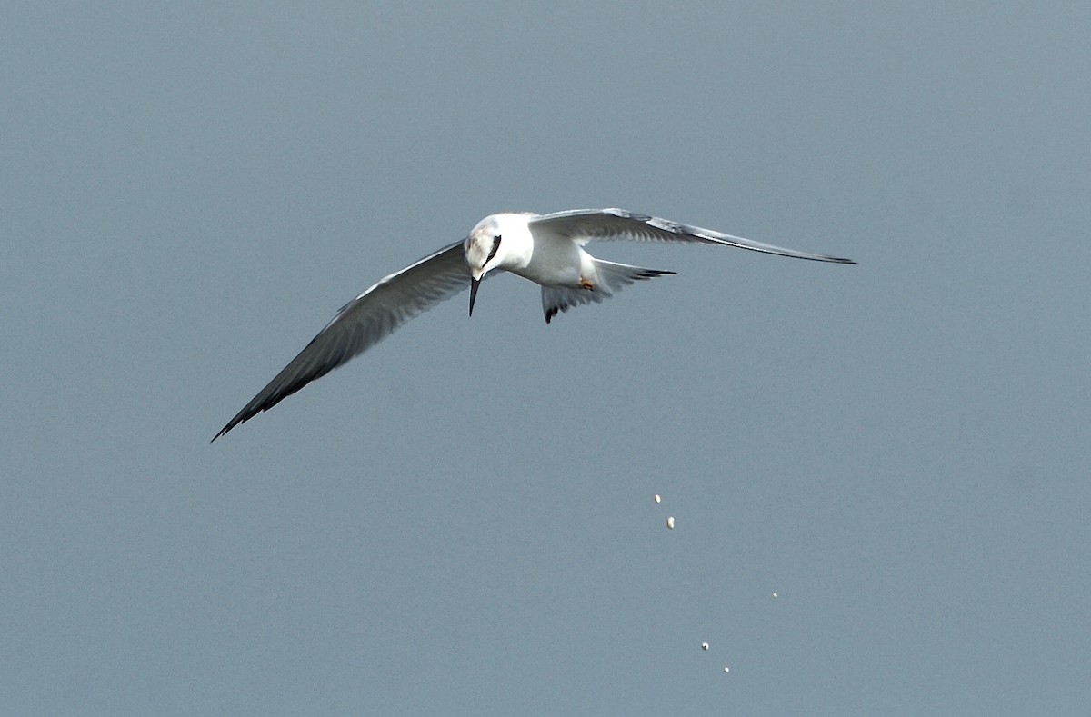 Forster's Tern - ML308183111