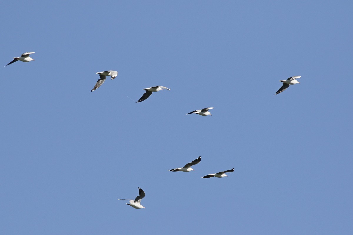 Mouette à tête grise - ML308185301