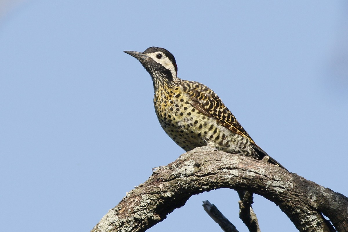 Green-barred Woodpecker - Jorge Claudio Schlemmer