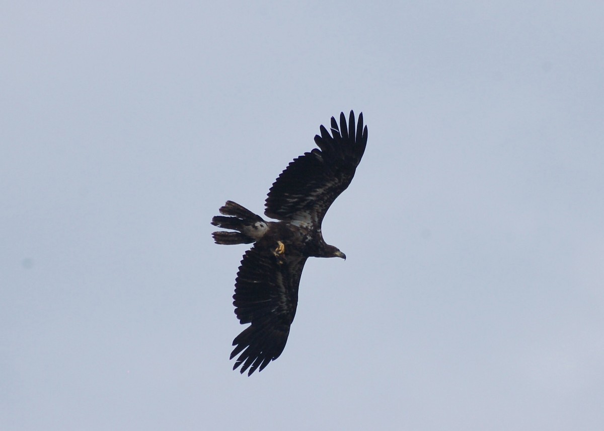 Bald Eagle - ML30818741