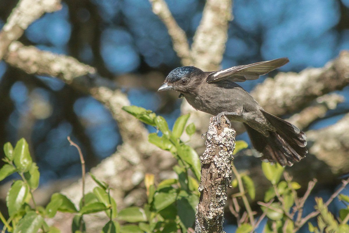 White-winged Becard - ML308187701