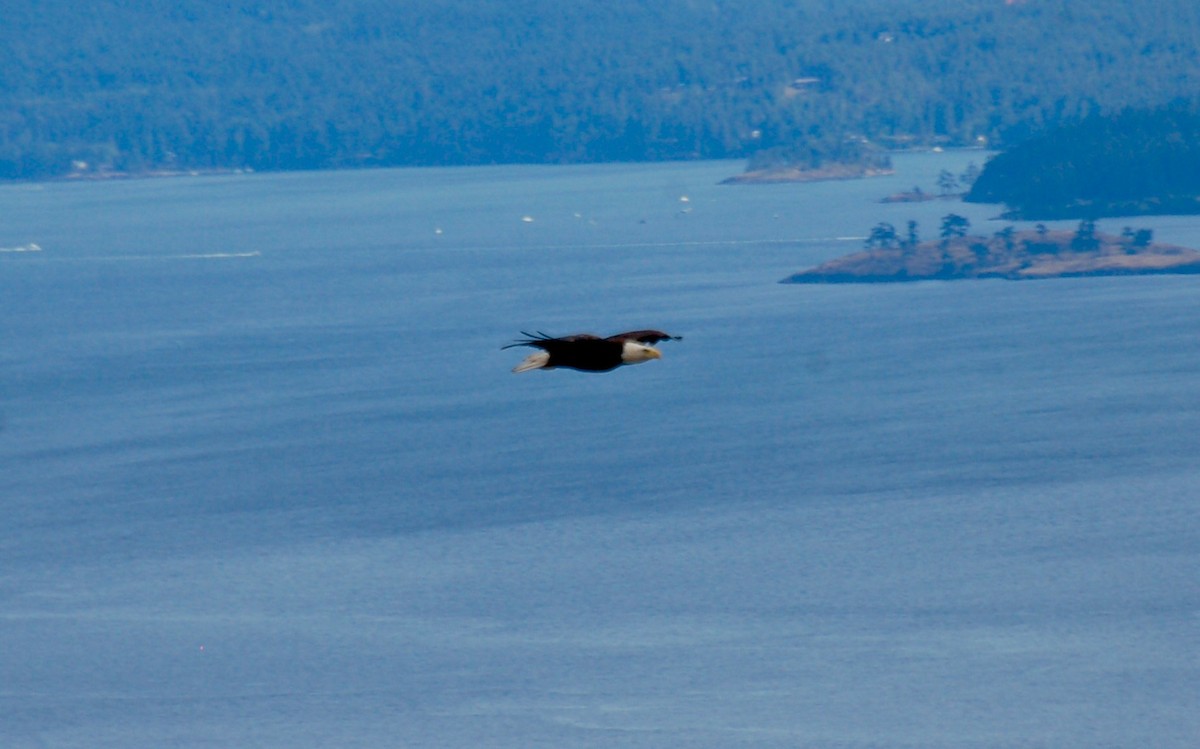 Weißkopf-Seeadler - ML30818771