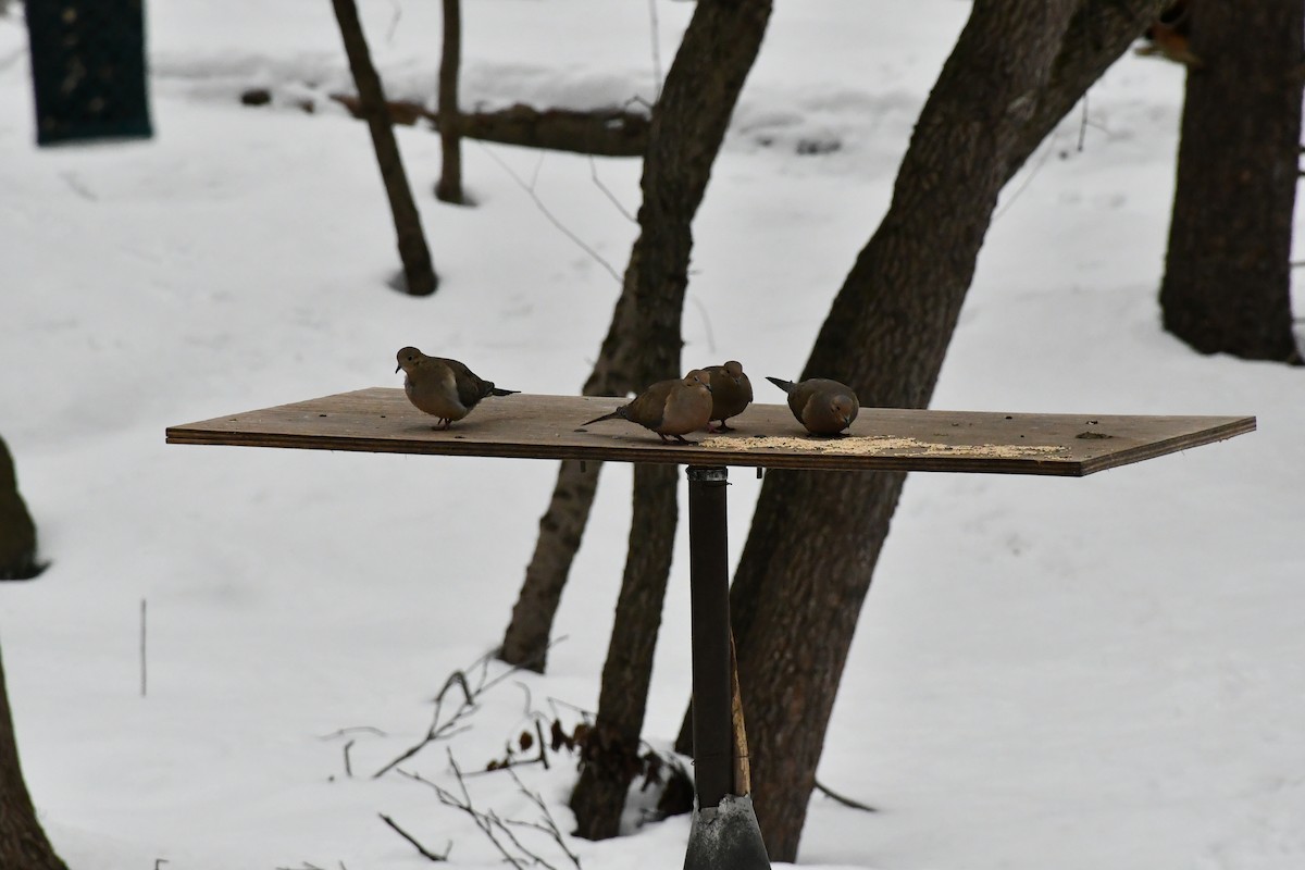 Mourning Dove - ML308187991