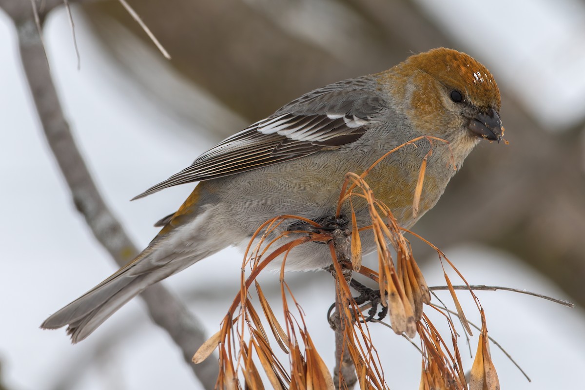 Pine Grosbeak - ML308188101