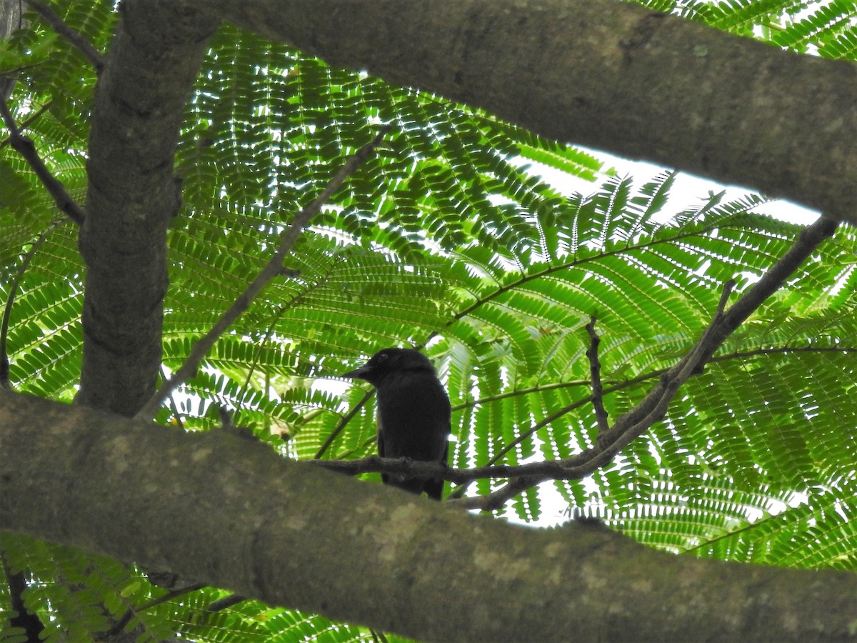 Lowland Sooty Boubou - Vanessa Filippini