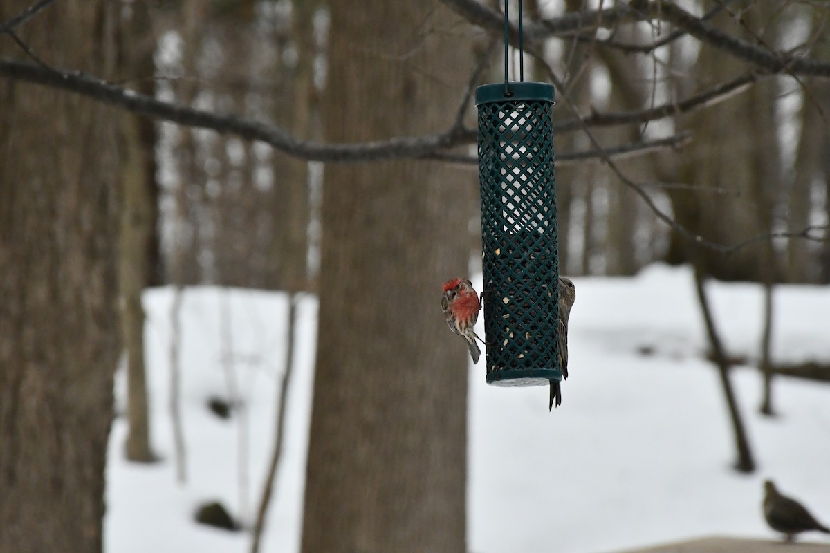 House Finch - ML308188341