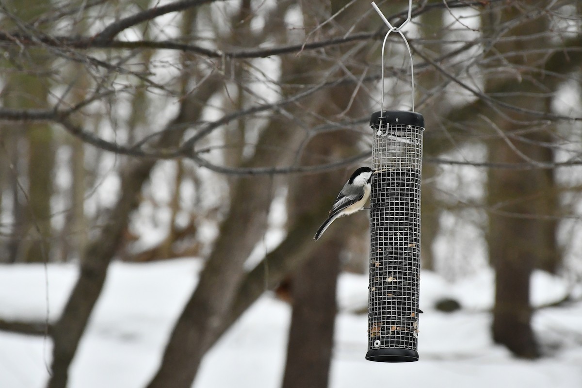 Black-capped Chickadee - ML308188461