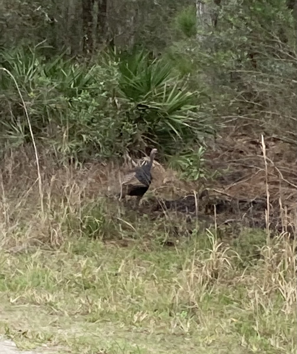 Wild Turkey - ML308190381