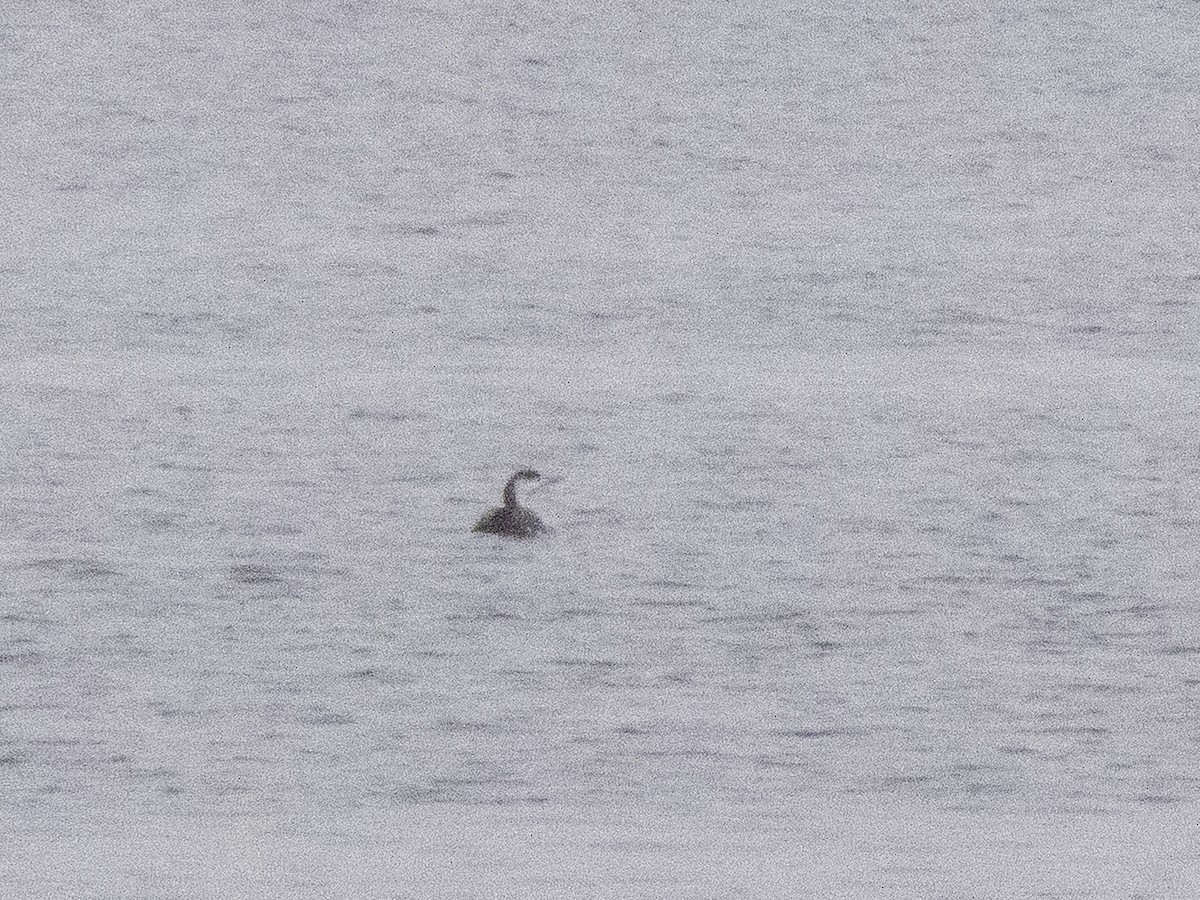 Red-throated Loon - ML308190611