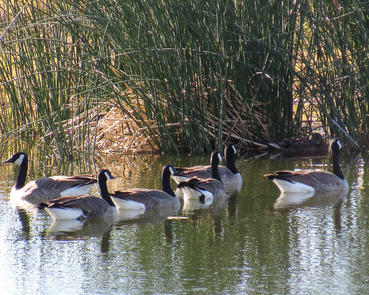 Canada Goose - Adrienne Wilson