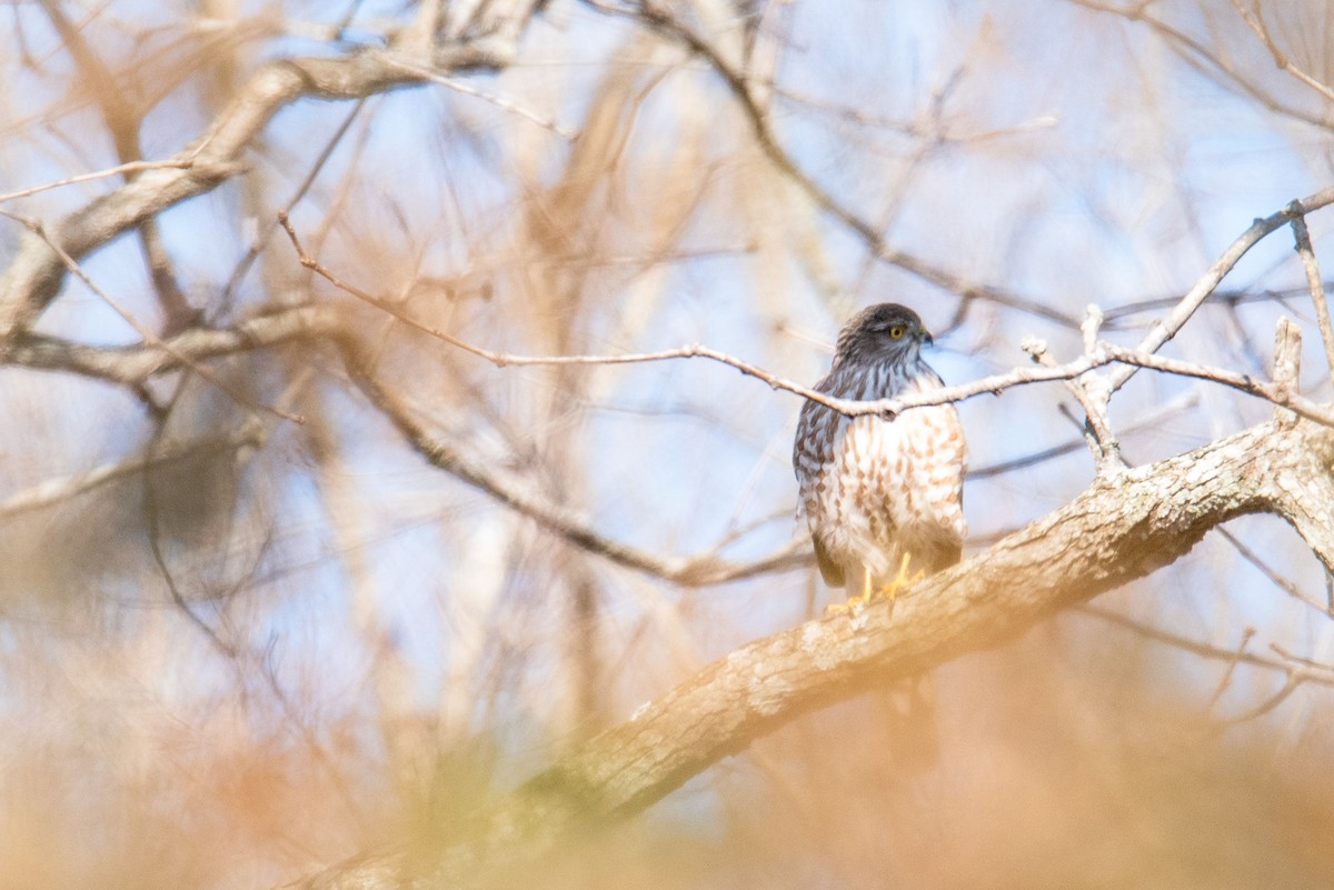 Sharp-shinned Hawk - ML308191001