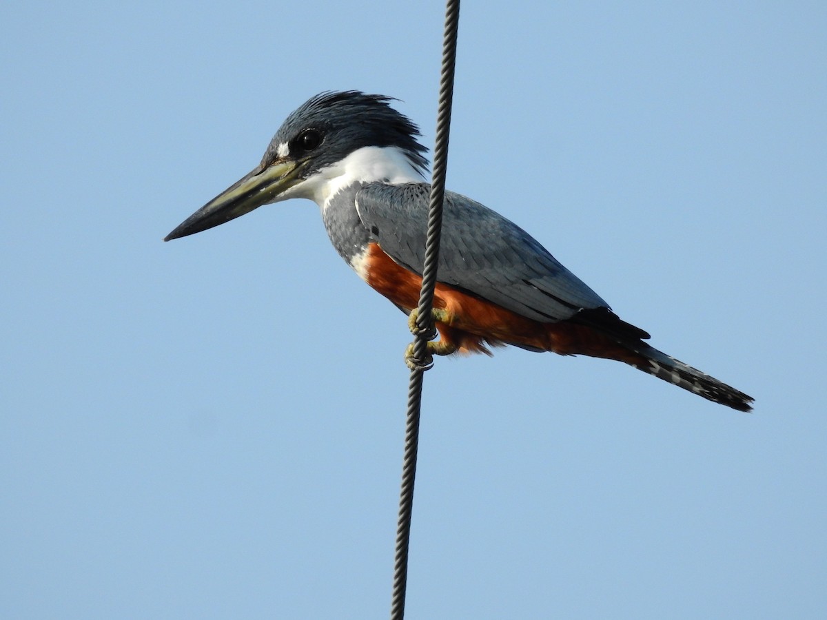 Ringed Kingfisher - ML308191771