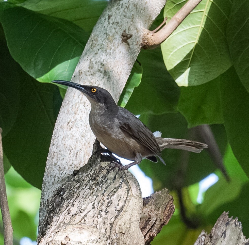 Gray Trembler - Anonymous