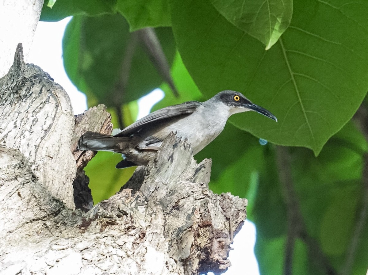 Gray Trembler - Anonymous