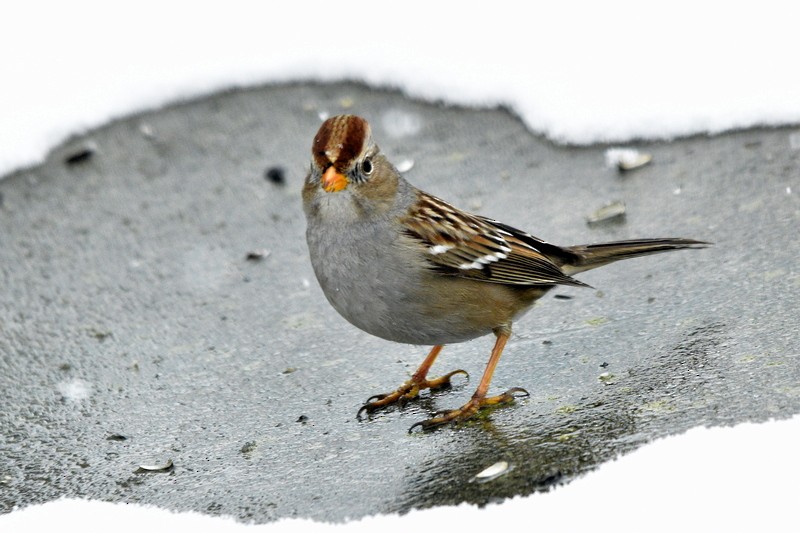 White-crowned Sparrow - ML308192631